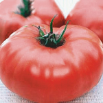  Tomato 'Brandywine Pink'