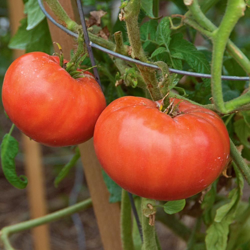 Tomato 'Mortgage Lifter'