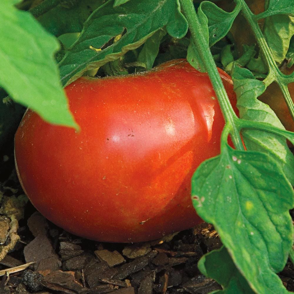 Tomato 'Champion'