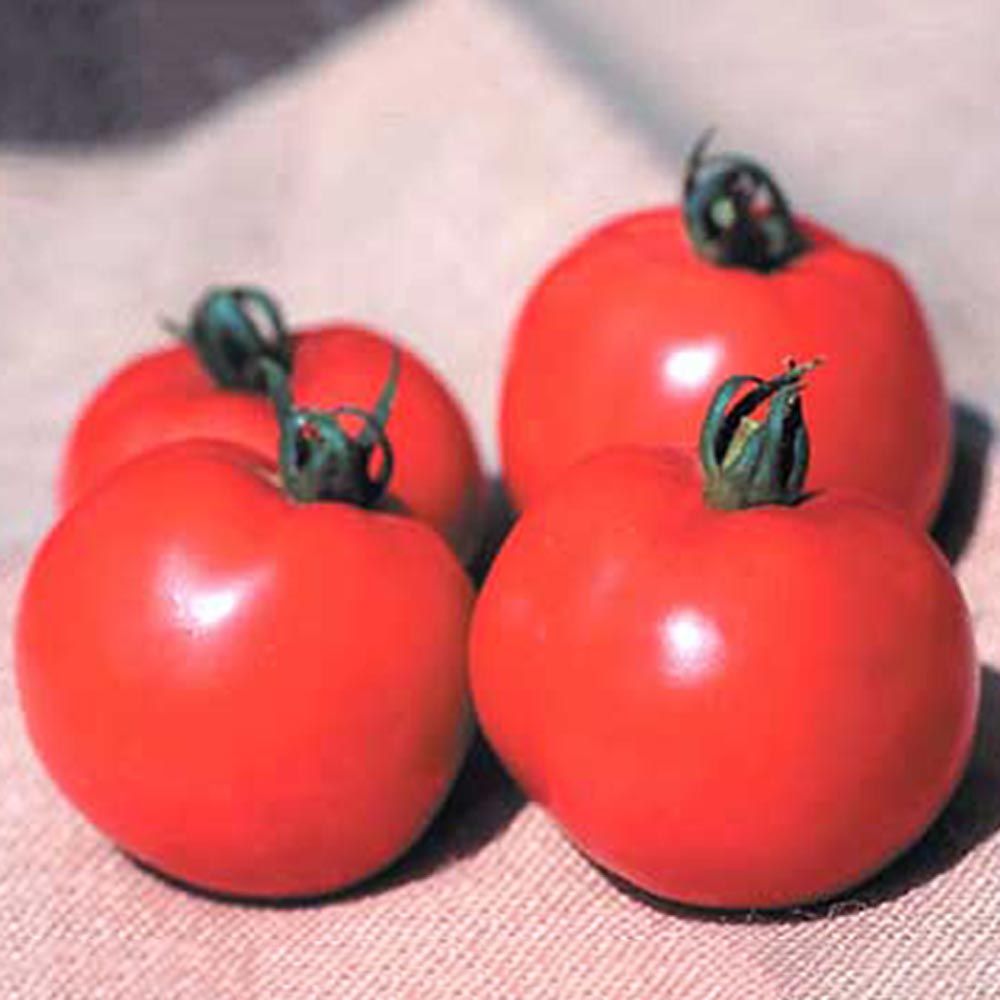 Tomato 'Better Boy'