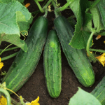  Cucumber 'Patio Snacker'