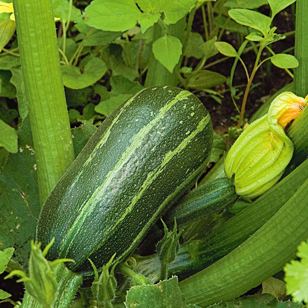 Zucchini Bush Baby