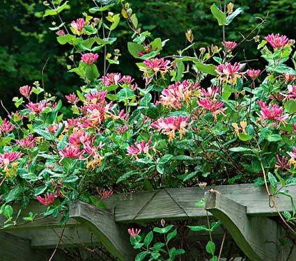 Lonicera x heckrottii Gold Flame | White Flower Farm