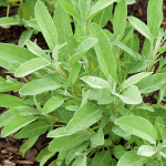  Culinary Sage (Salvia officinalis)