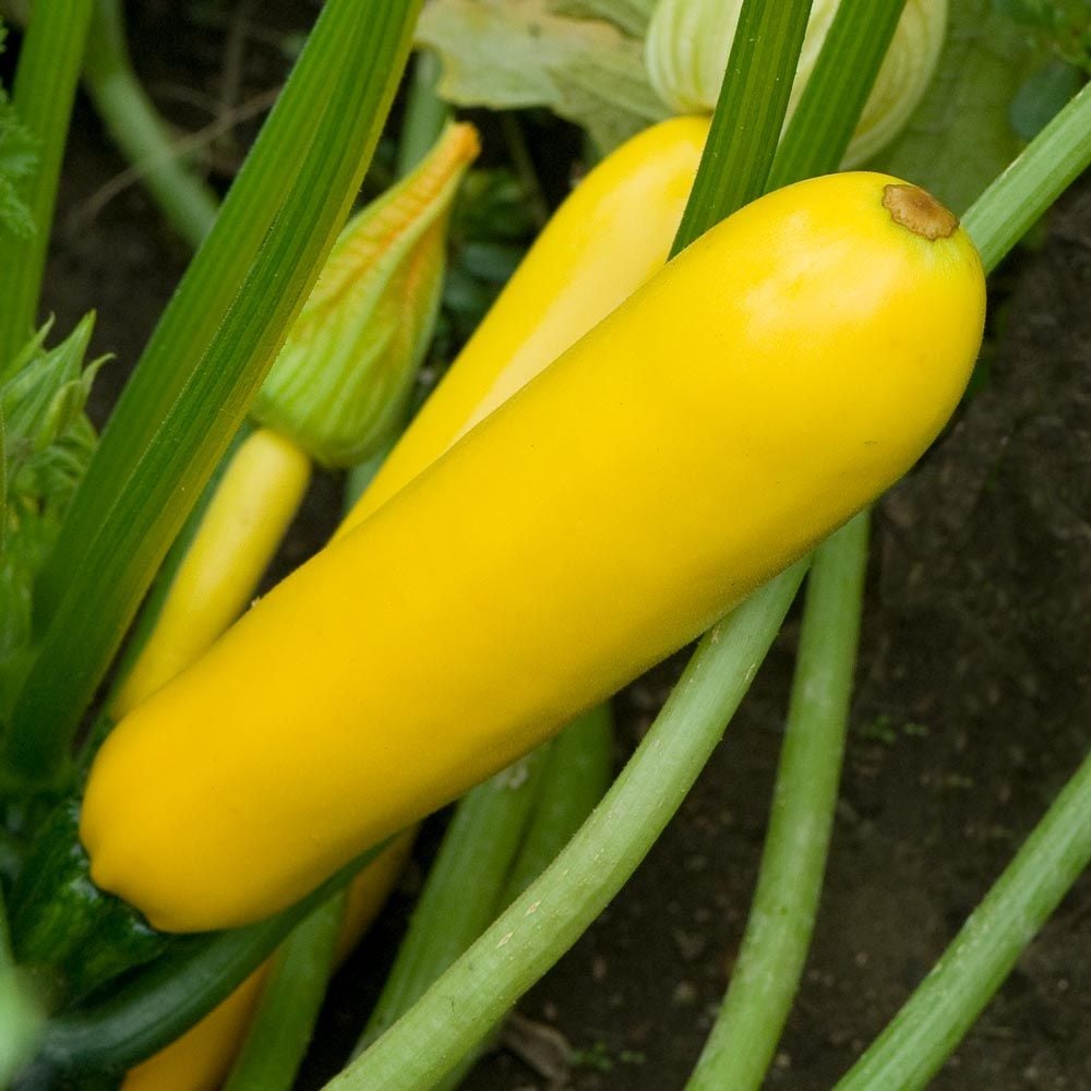 Zucchini Easy Pick Gold