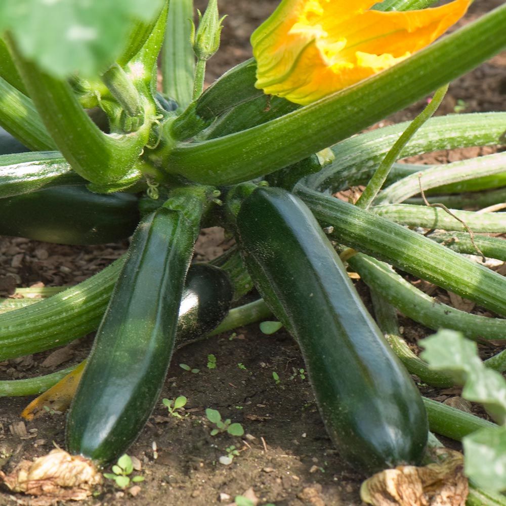 Squash 'Raven'