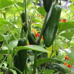  Pepper 'Jalafuego'