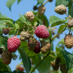  Raspberry 'Encore'