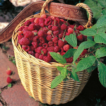  Raspberry Sampler