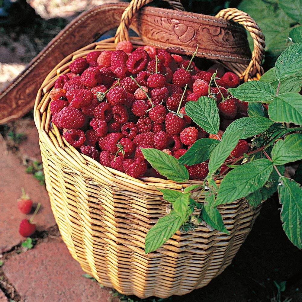 Raspberry Sampler