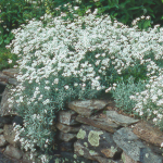  Cerastium tomentosum