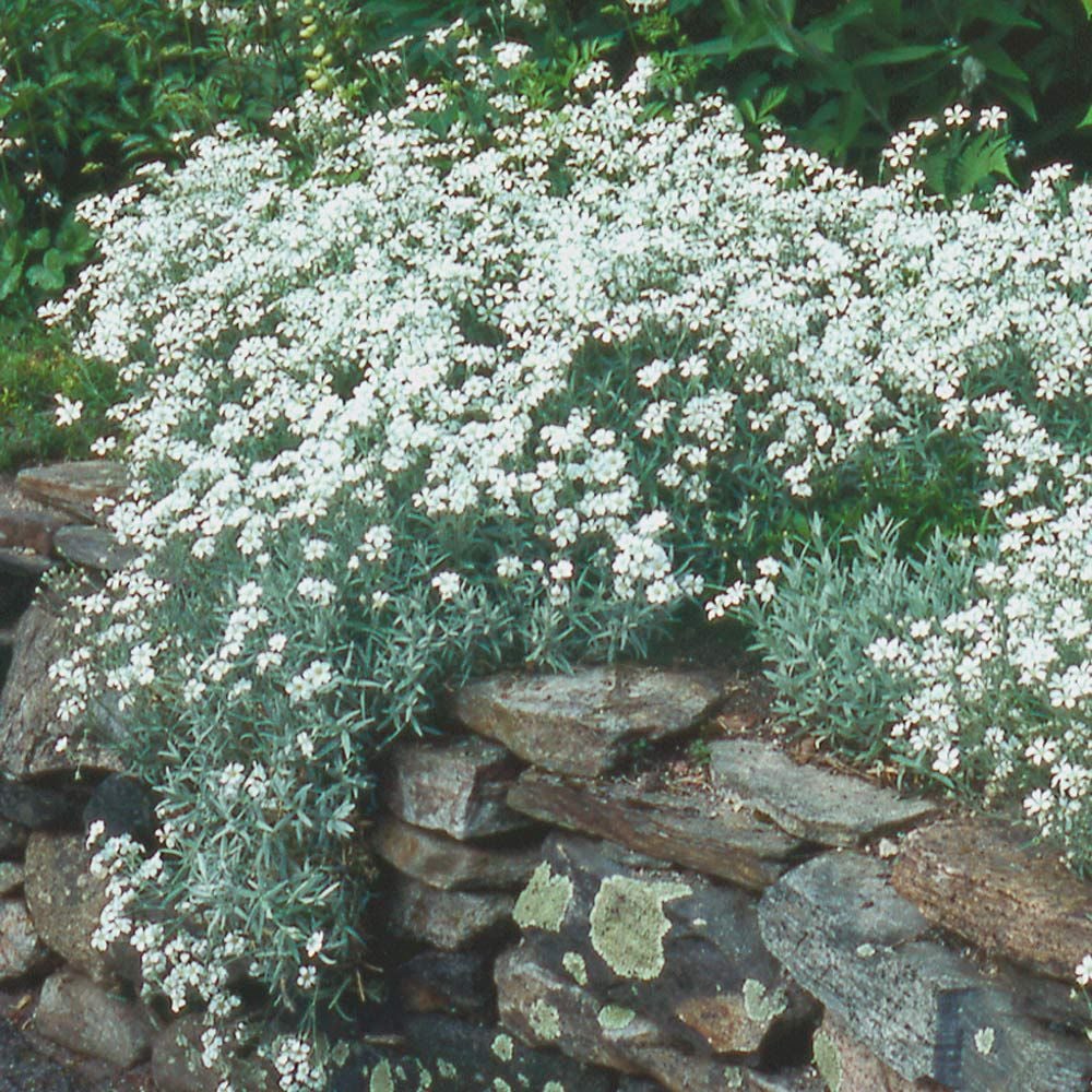 Cerastium tomentosum