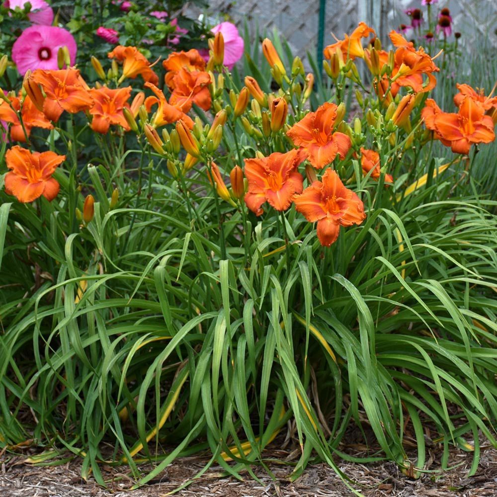 Hemerocallis (Daylily) Fire King White Flower Farm