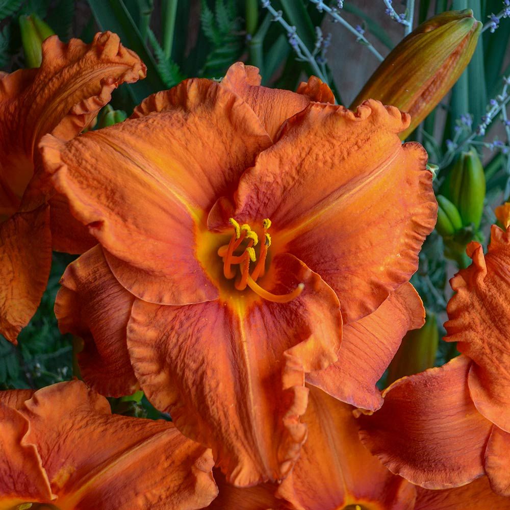 Hemerocallis (Daylily) 'Fire King'