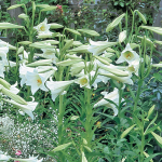  Lilium longiflorum 'White Elegance'