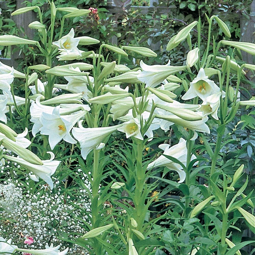 Lilium longiflorum 'White Elegance'