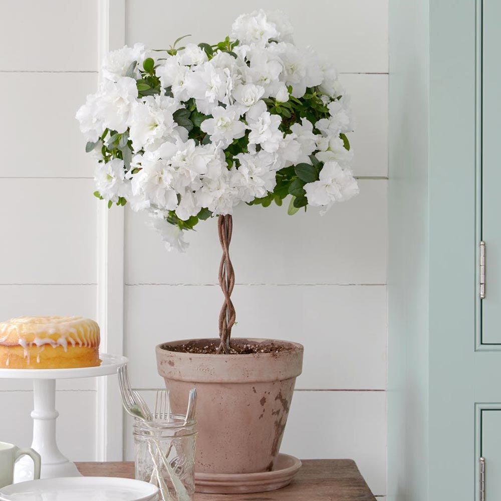 White Azalea Topiary in gray clay pot and saucer