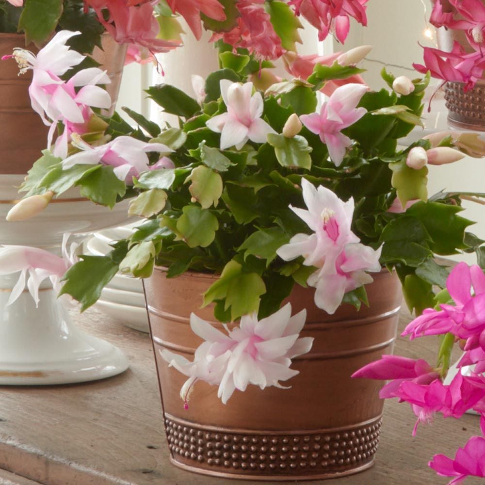 Blush Holiday Cactus in coppertoned cachepot White