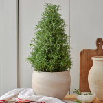  Fragrant Rosemary Tree in cream ceramic cachepot