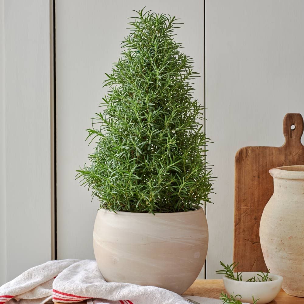 Fragrant Rosemary Tree in cream ceramic cachepot