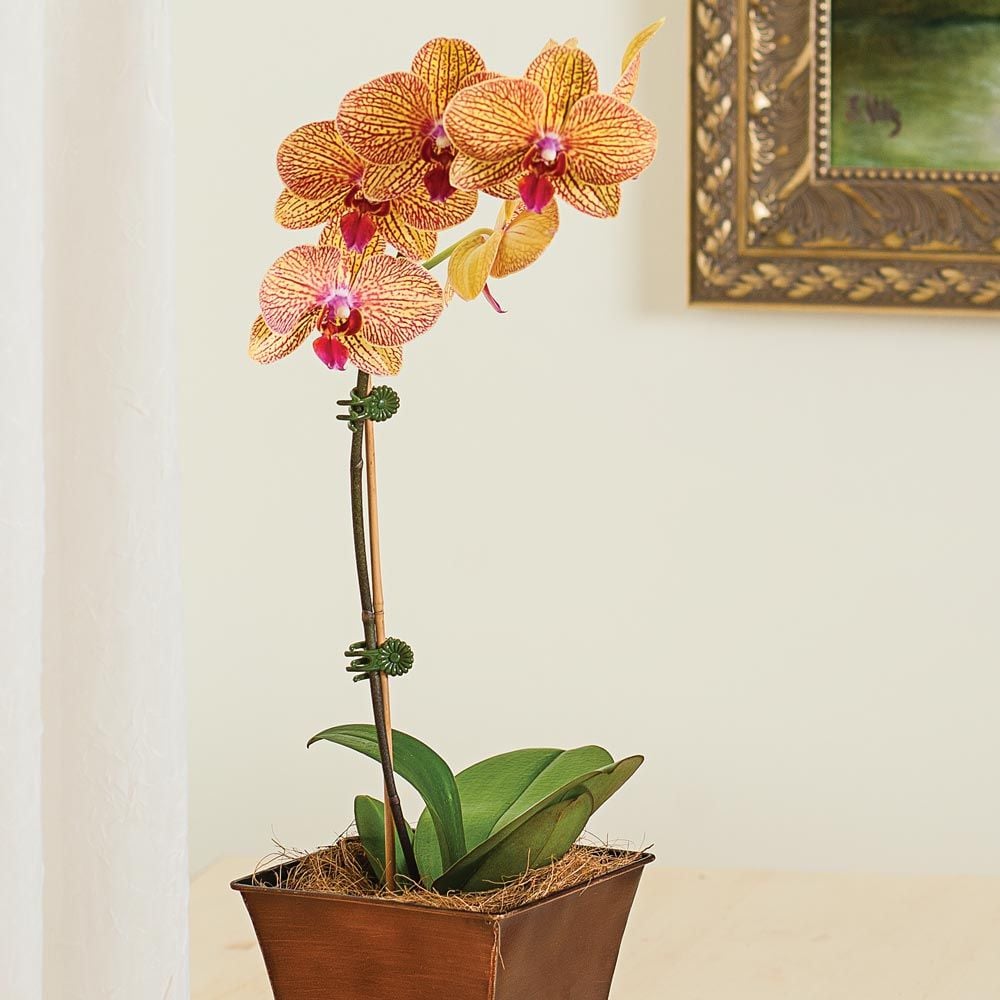 Kaleidoscope Moth Orchids White Flower Farm