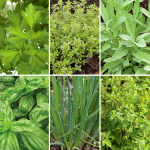  Beginner's Herb Garden