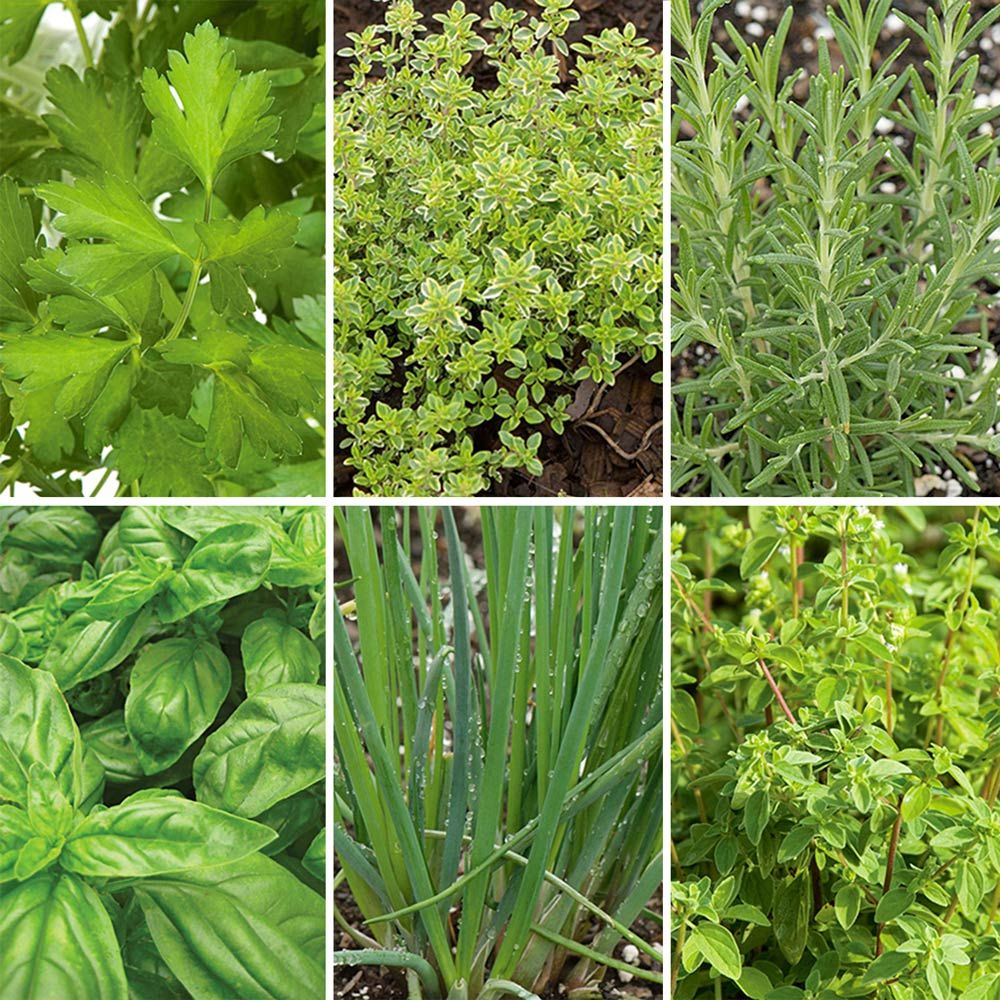 Beginner S Herb Garden White Flower Farm