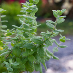  Mojito Mint