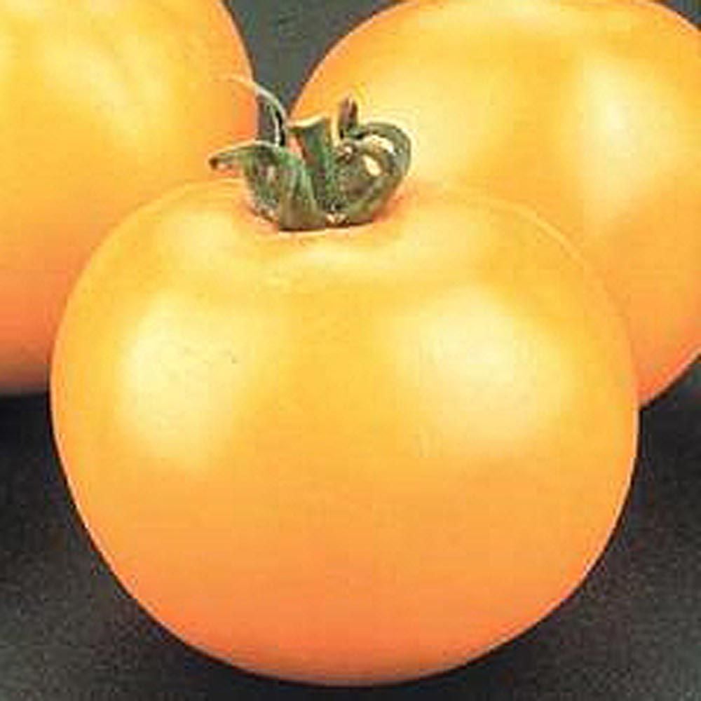 Tomato 'Lemon Boy' White Flower Farm