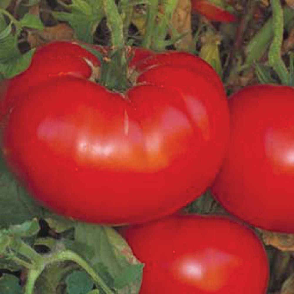 Tomato 'Delicious'