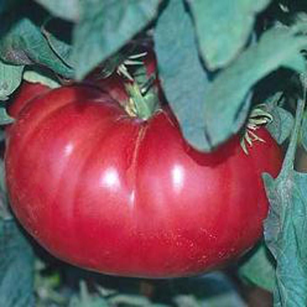 Tomato 'Watermelon Beefsteak'