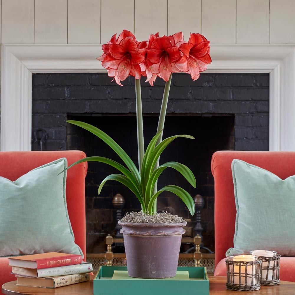 Amaryllis 'Charisma'