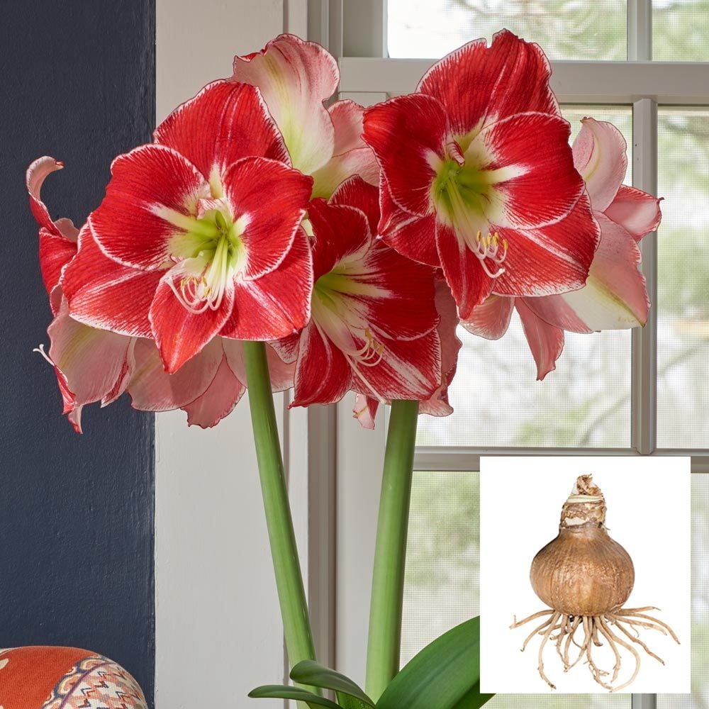 Amaryllis 'Silver Dream'