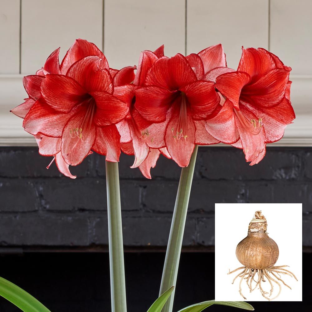 Amaryllis 'Charisma' | White Flower Farm