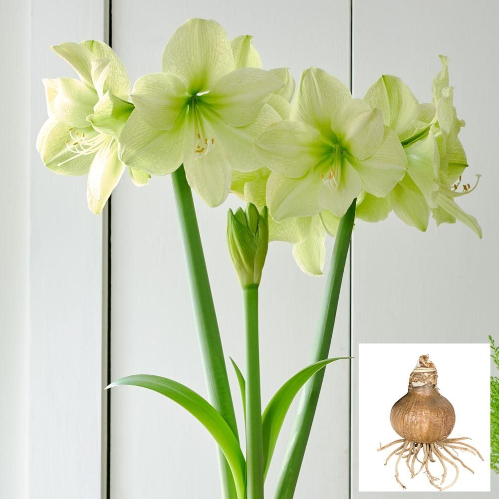 Amaryllis 'Fantasy Dream'