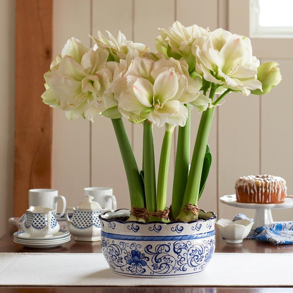 Amaryllis 'White Amadeus'