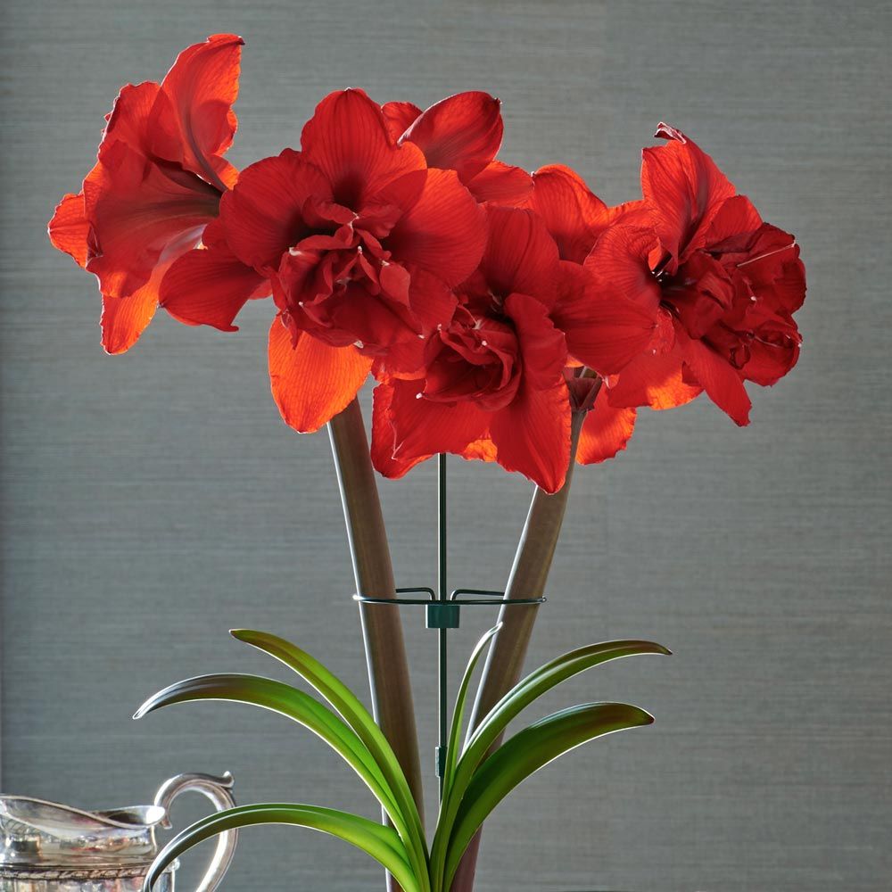 Amaryllis Double King White Flower Farm