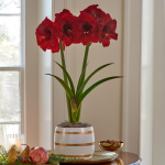  Amaryllis 'Red Reality,' one bulb in ceramic cachepot