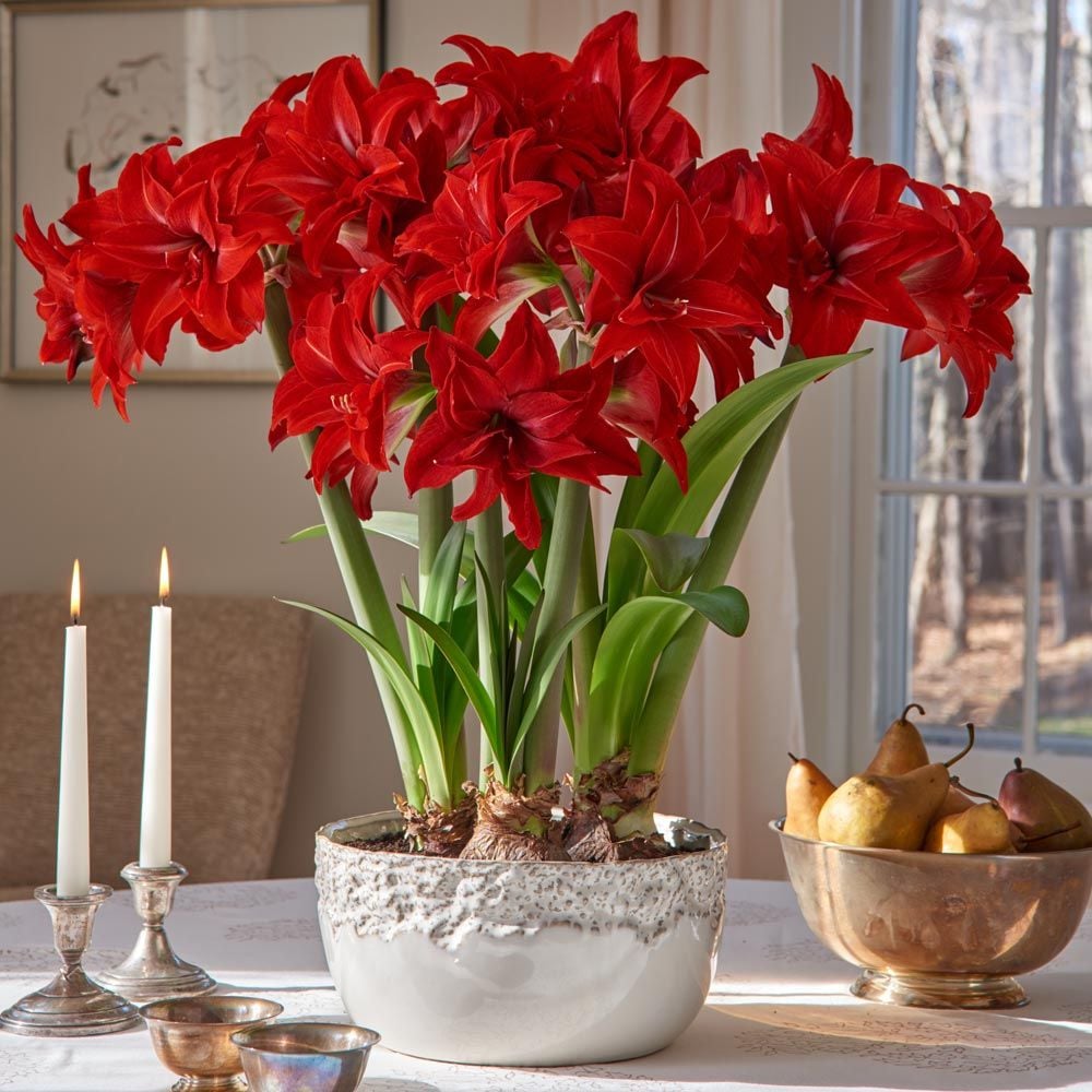 Amaryllis 'Double Delicious,' 3 bulbs and ceramic bowl Kit