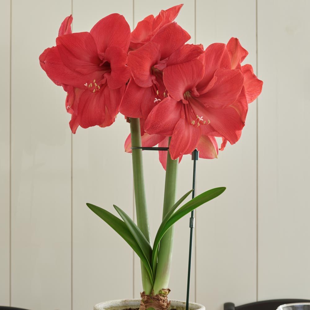 Amaryllis Lagoon White Flower Farm