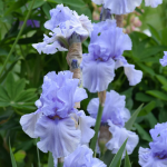  Iris germanica 'Sea of Love' - Reblooming