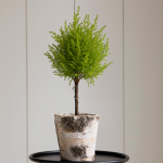  Lemon Cypress Topiary in 5