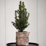  Dwarf Alberta Spruce Tree in 4