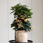  White Coralberry in 6