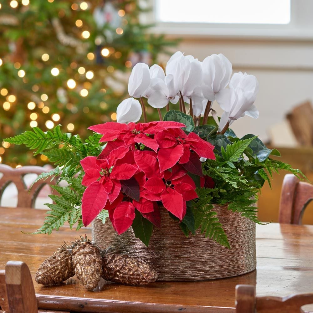 Let It Snow Dish Garden