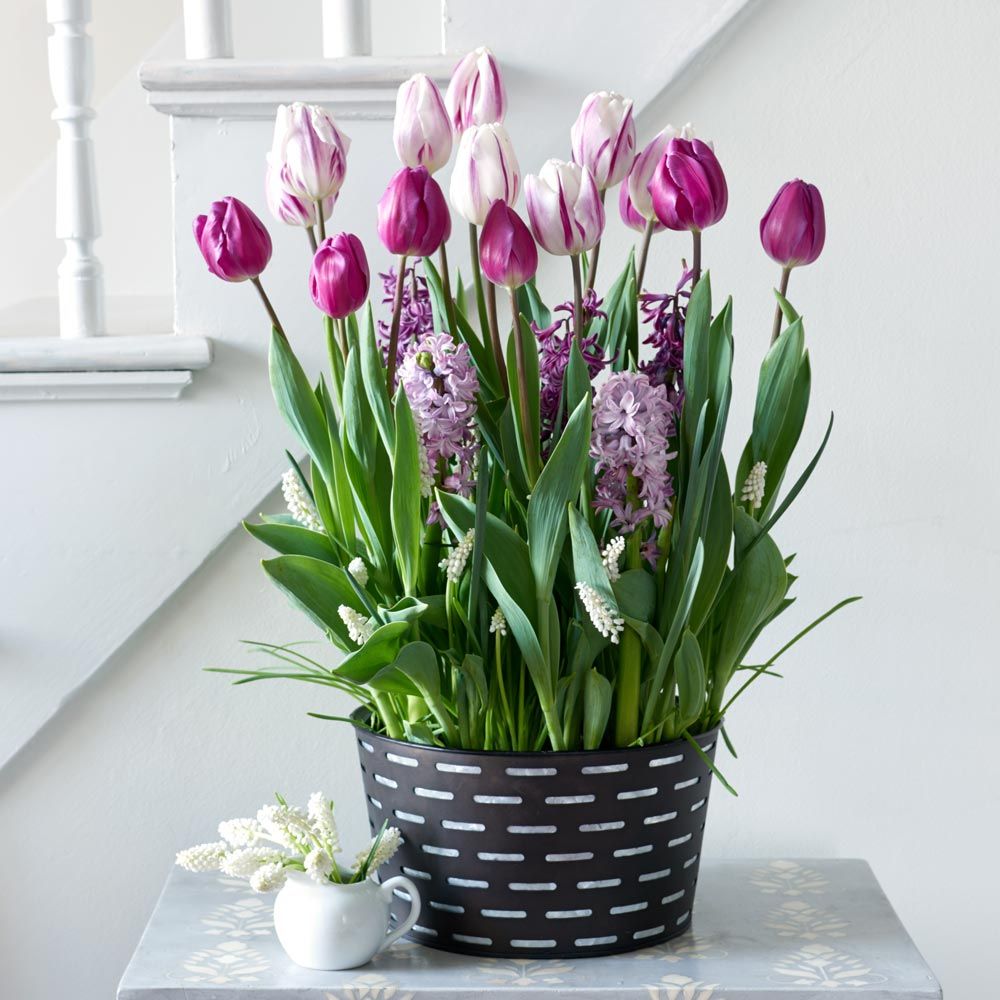 Purple Elegance Bulb Collection in large black metal cachepot