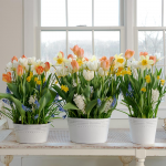  Spring Panache Bulb Garden
