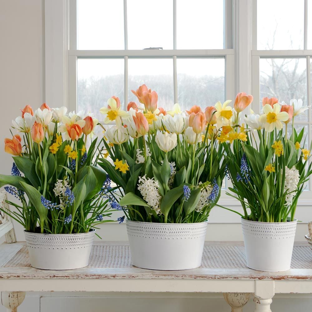 Spring Panache Bulb Collection
