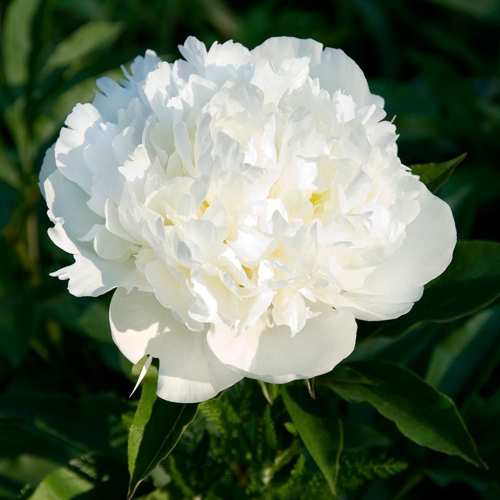 Paeonia Duchesse De Nemours White Flower Farm