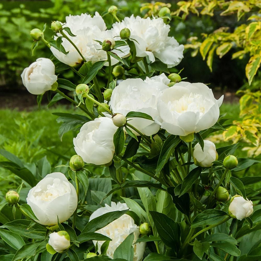 Peony 'Duchesse de Nemours'